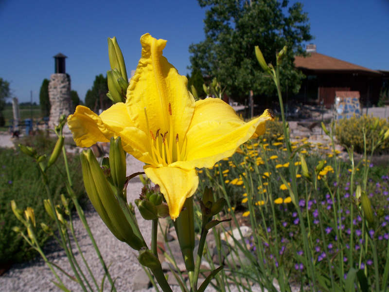 flowers