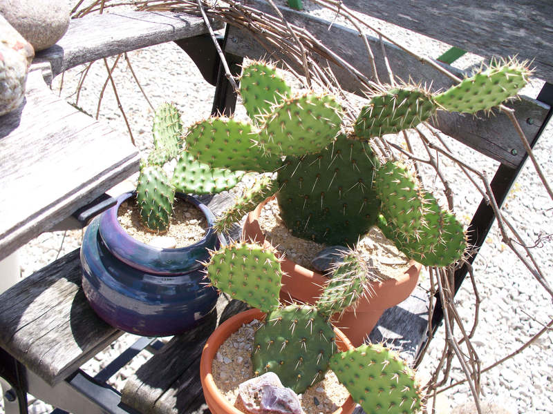 cactus