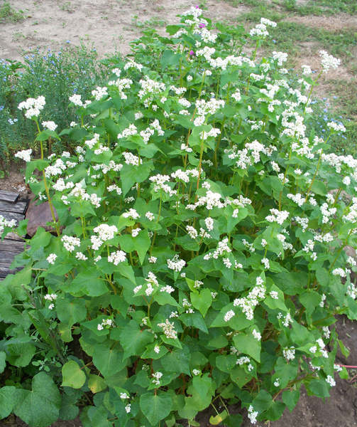 buckwheat