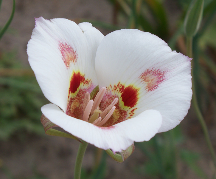 100_5450_Butterfly_Mariposa_Lily_thm.jpg