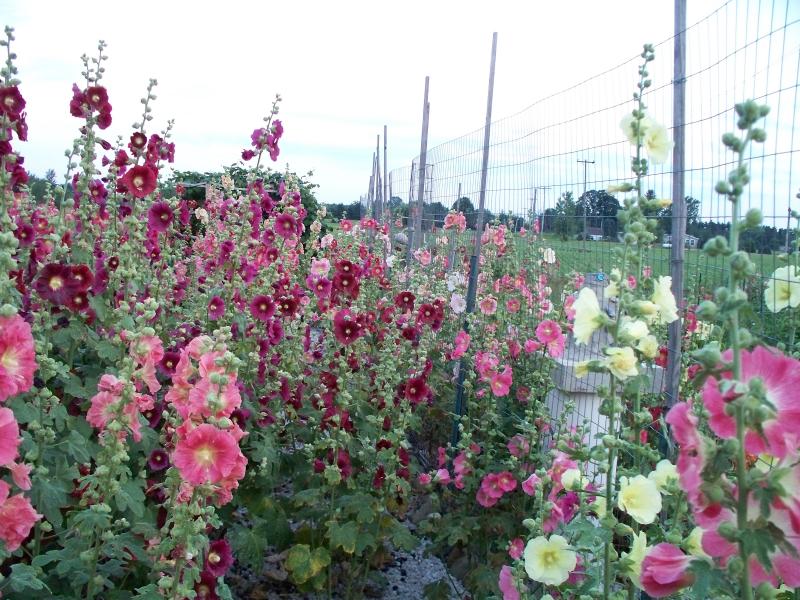 hollyhocks