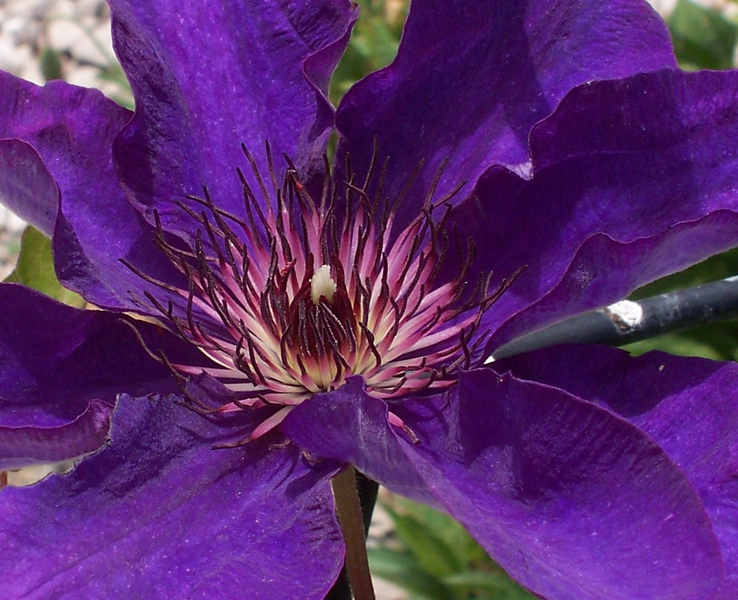 clematis