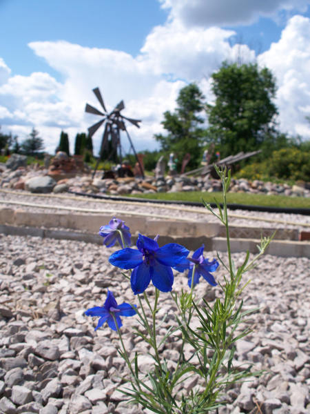 delphinium