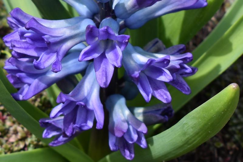 hyacinth