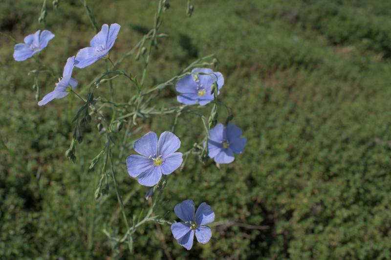 flax