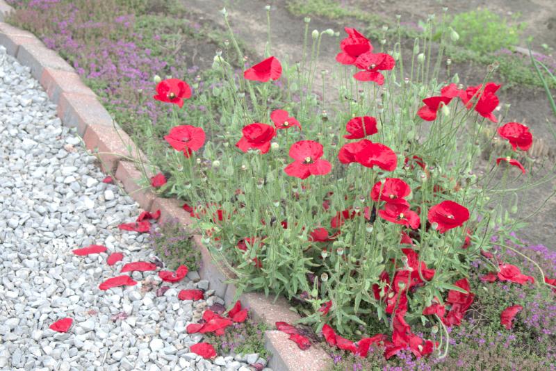 DSC_20230703_105918-0400_2069_Poppies_thm.jpg