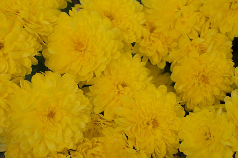 DSC_20231004_142445-0400_2203_Yellow_Mums_thm.jpg