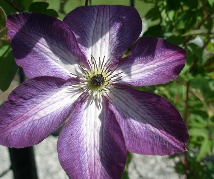 clematis