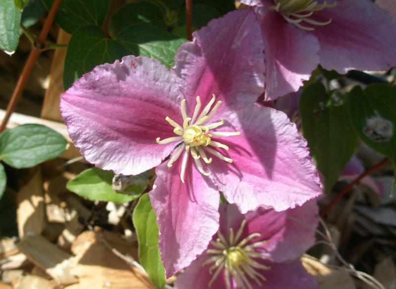 clematis