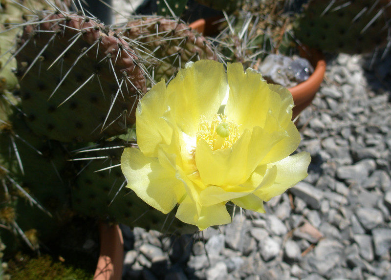 p7010002_Cactus_Flower_thm.jpg