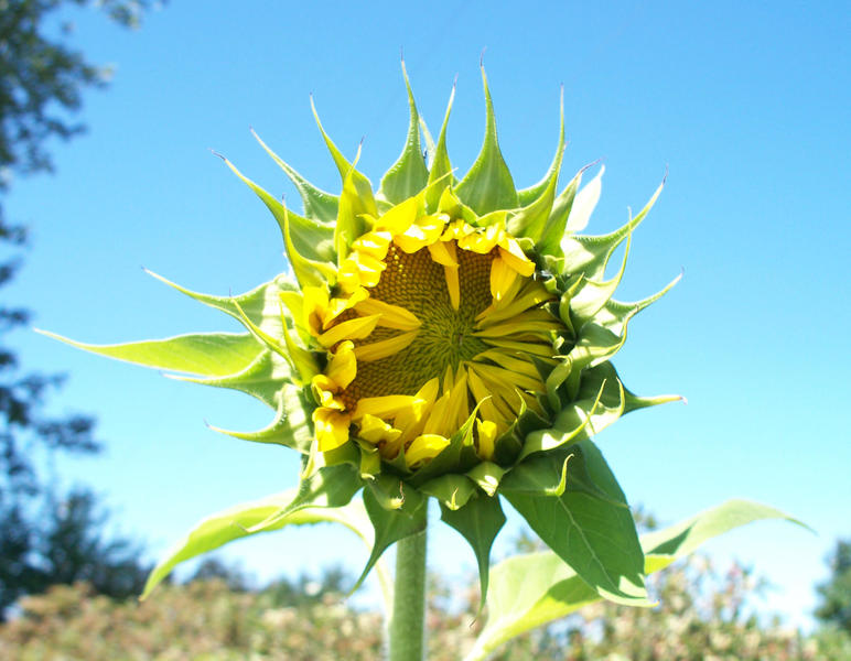 sunflowers