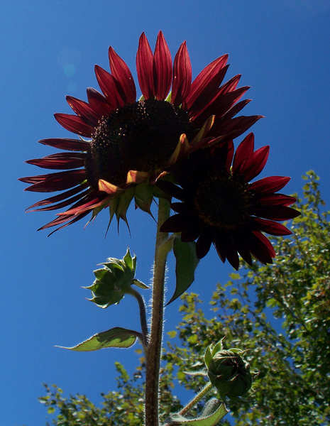 sunflowers