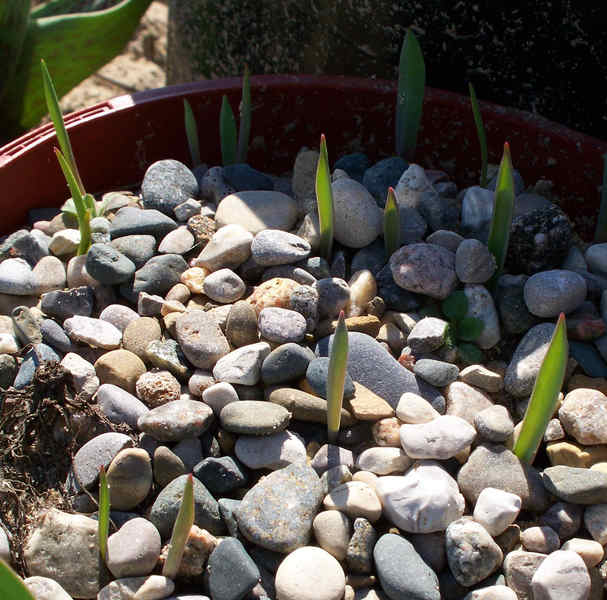 tulip,seedlings