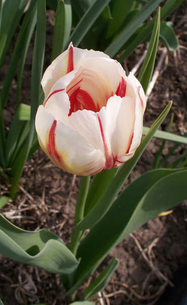 tulip