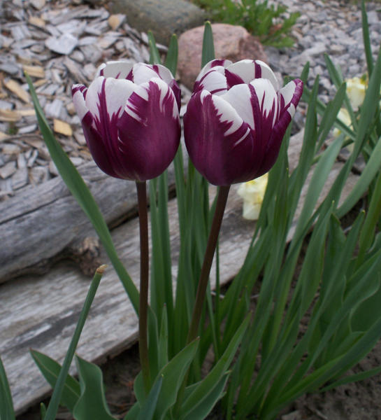 tulip