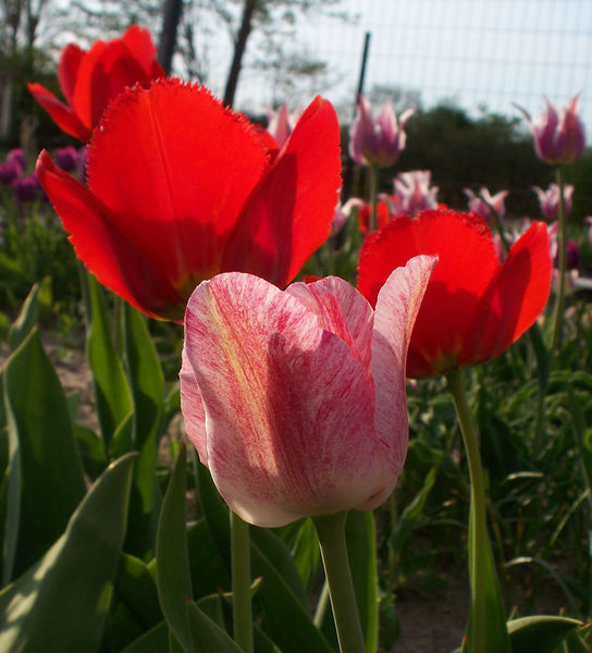 tulip