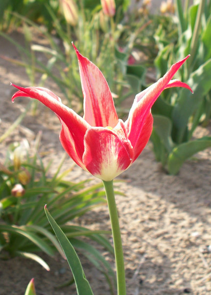 tulip