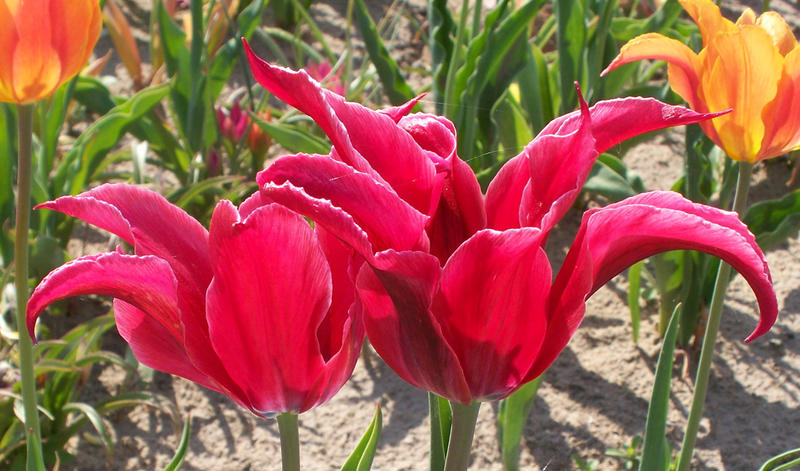 tulip