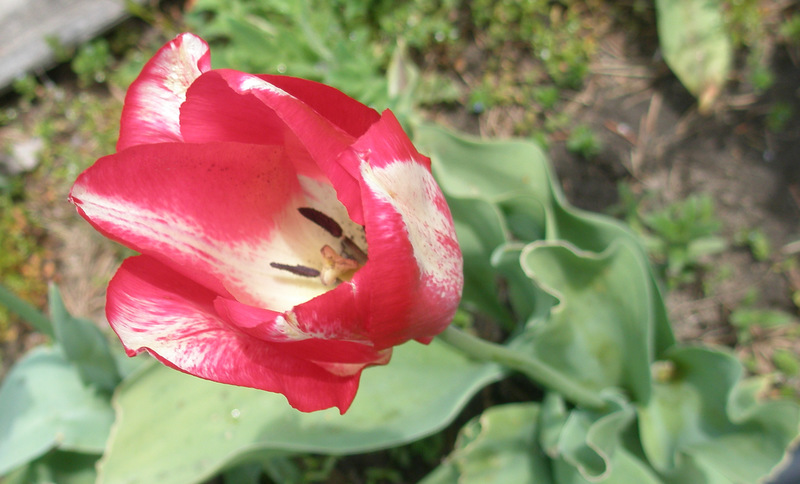 tulip